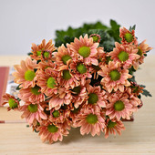 云南鲜花三文鱼小雏菊鲜花昆明基地直发速递家用水培雏菊鲜花一束