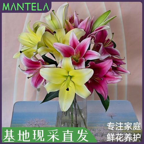 天猫旗舰店香水百合基地直发鲜花