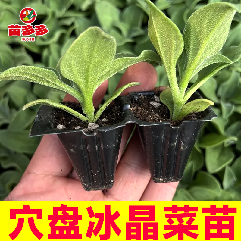 四季冰菜苗幼苗带土秧苗自带冰晶冰草菜苗大苗冰菜种子盆栽蔬菜苗