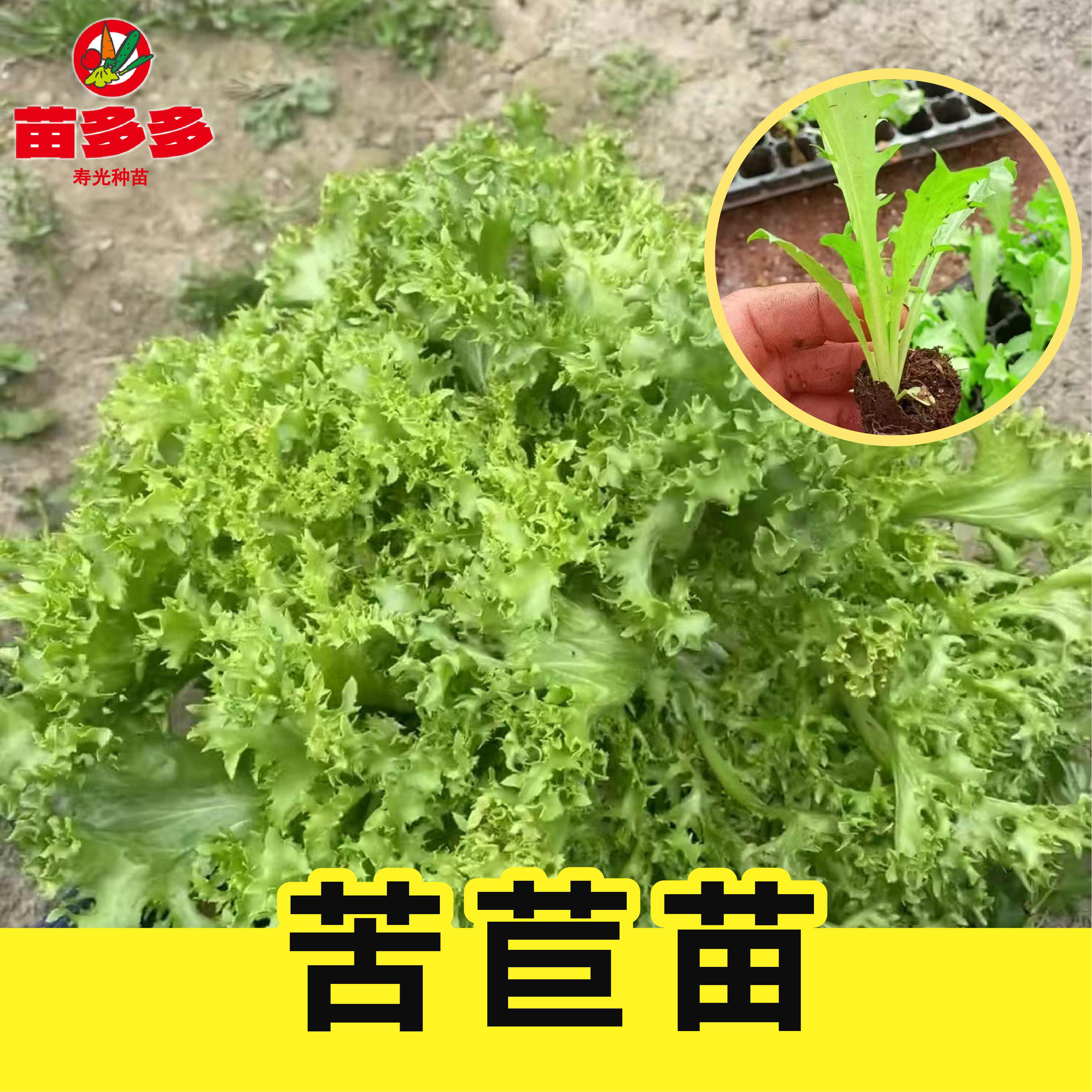 苦菊菜苗蔬菜秧苗苦菊可生吃黄心苦苣菜苗四季阳台庭院盆栽蔬菜苗