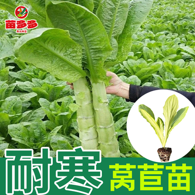 莴苣秧苗皮红莴笋青皮莴苣四季秧苗各种蔬菜苗秋冬耐寒香莴苣种植