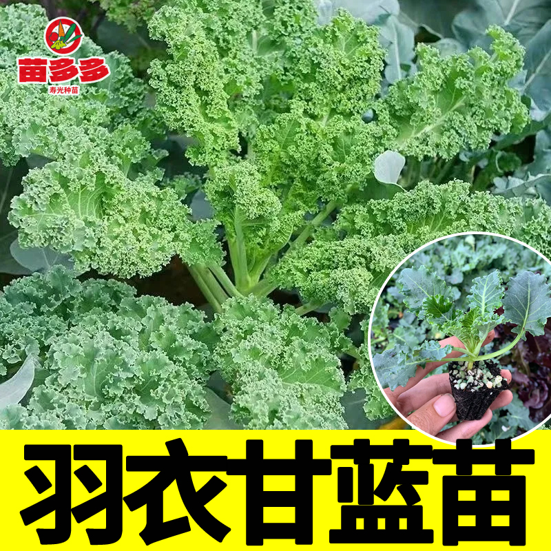 耐热耐寒苗子粗壮羽衣甘蓝苗