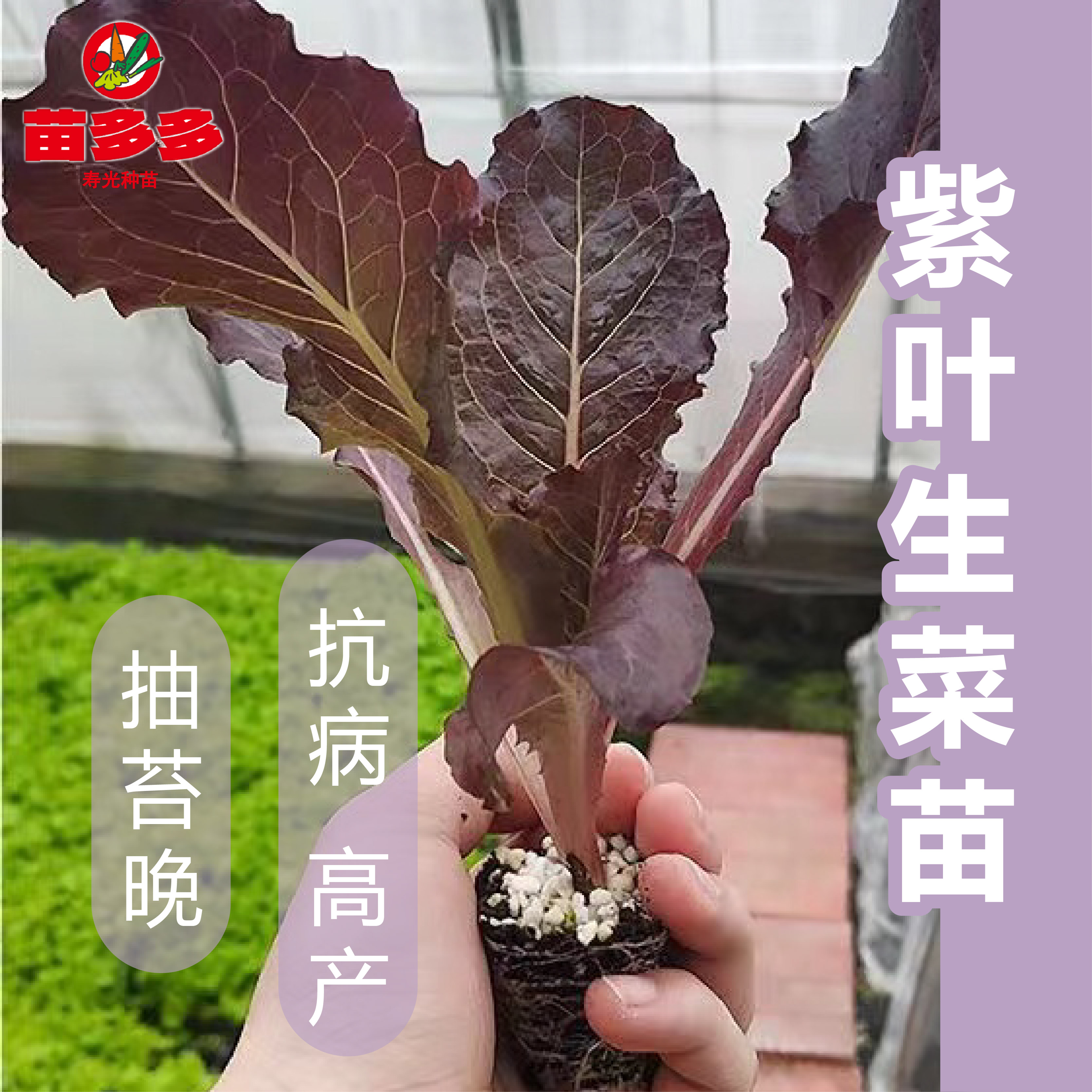 紫叶生菜苗带土带根秋冬紫罗莎苗蔬菜苗盆栽四季生吃紫叶生菜苗子