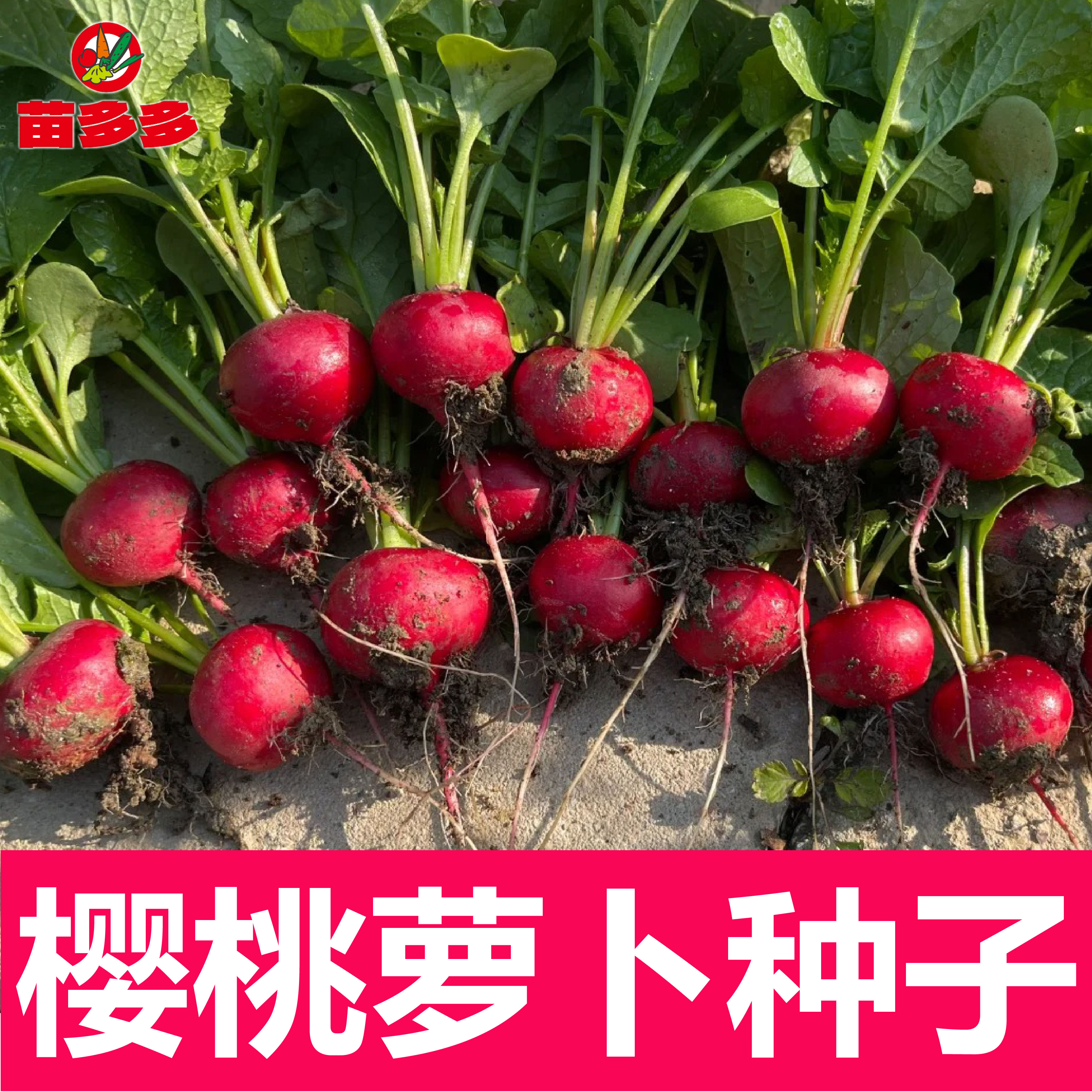樱桃萝卜种小萝卜四季秋冬