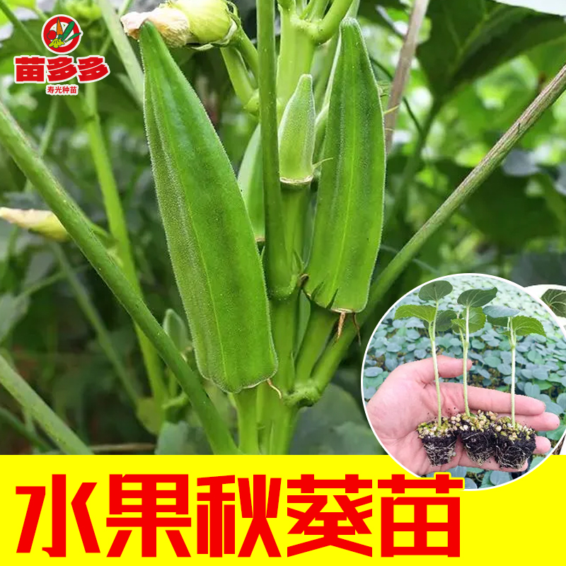 水果黄秋葵带土秧苗适合家庭阳台盆栽种植春夏四季播种红秋葵幼苗