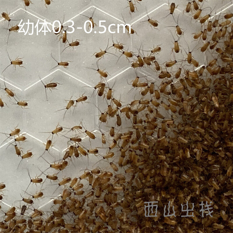 樱桃蟑螂喂食器樱桃红蟑螂奶茶杯爬虫/鸣虫食物
