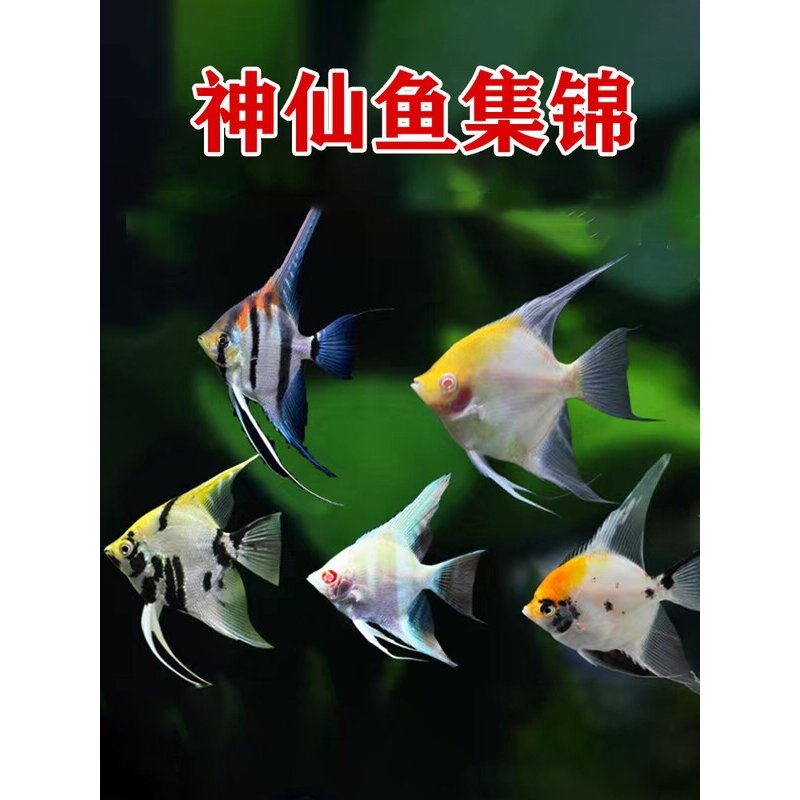 热带观赏小鱼神仙鱼燕鱼秘鲁埃及七彩好养活鱼小型淡水孔雀鱼苗