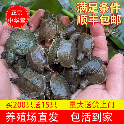 小甲鱼苗活体 外塘中华鳖100只水库放养水鱼团鱼王八鳖苗包邮包活