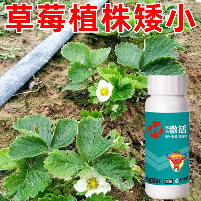 草莓激活营养液生长期苗期有机肥草莓肥料专用肥叶面肥黄叶卷叶