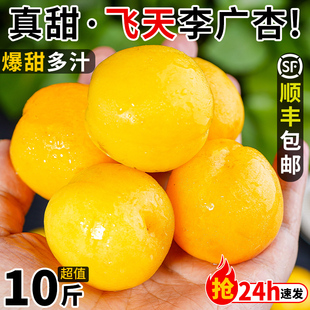 包郵 時(shí)令敦煌甜油杏順豐 現(xiàn)摘敦煌李廣杏新鮮水果孕婦杏子整箱當(dāng)季