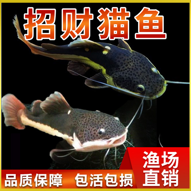 热带观赏鱼猫鱼红尾鲶鱼耐活银龙鱼配鱼中大型底层鹦鹉鱼活体