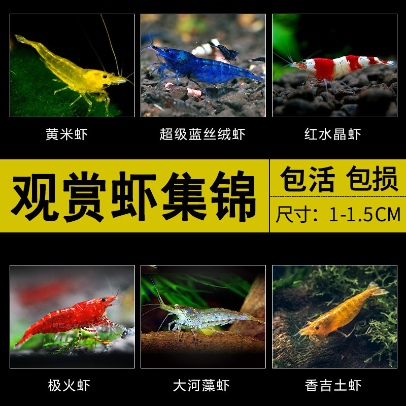 观赏虾极火虾琉璃虾蓝丝绒虾水晶虾宽背黄米虾黑壳虾樱花虾除藻虾
