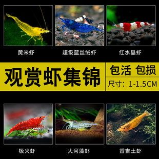 观赏虾极火虾琉璃虾蓝丝绒虾水晶虾宽背黄米虾黑壳虾樱花虾除藻虾