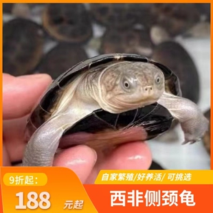 外塘养殖西非侧颈龟苗宠物活体沼泽侧颈深水蛋龟热带网红造景乌龟