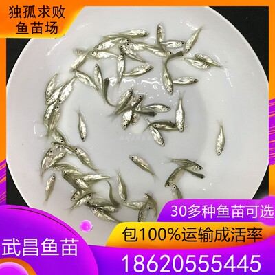 武昌鱼鱼苗鳊鱼苗扁鱼苗淡水活体养殖稻田鱼苗三角鲂鱼团头鲂鱼苗
