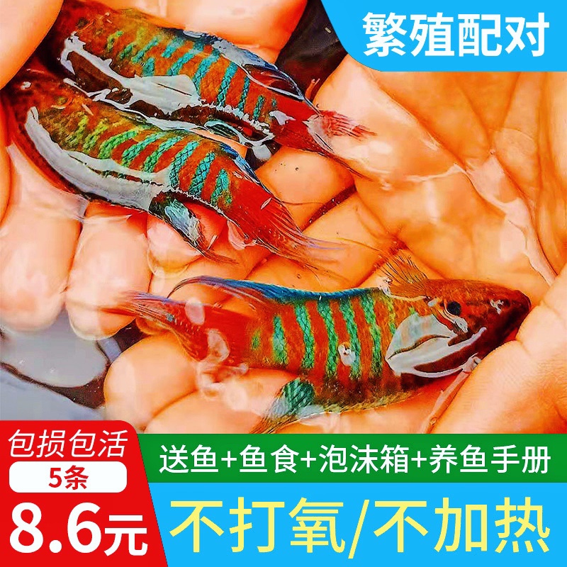 中国斗鱼活鱼普叉尾原生旁皮婆好耐养菩萨鱼苗小型淡水冷水观赏鱼