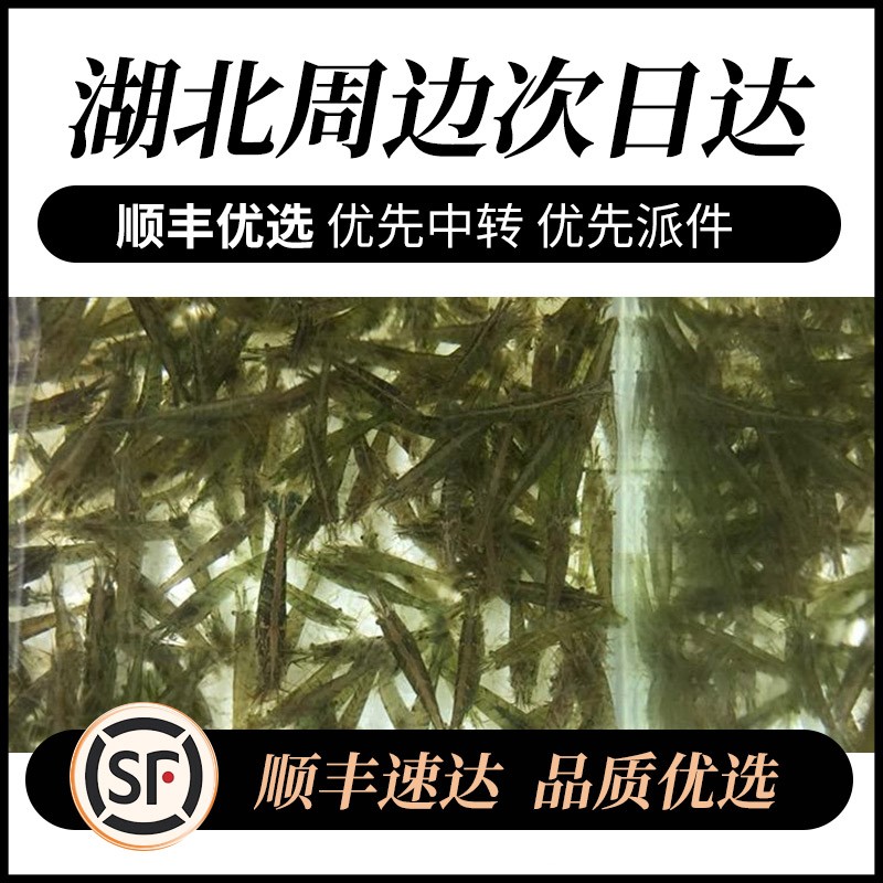 黑壳虾成体鱼缸除藻抱卵观赏虾活体虾大号黑壳虾顺丰包邮虾粮