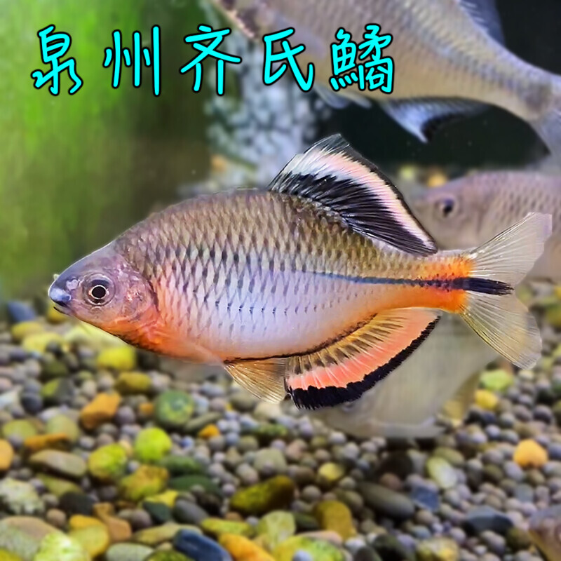 原生溪流泉齐鱼小型冷水观赏鱼泉鱼