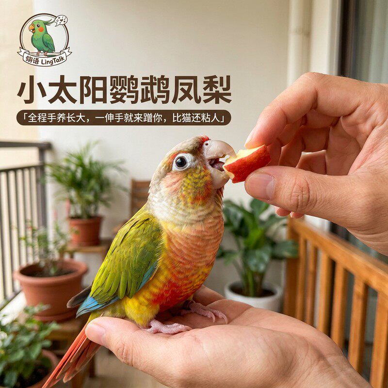 小太阳鹦鹉活鸟凤梨活体会说话蓝化绿颊活体小鸟亲人鹦鹉断奶幼鸟