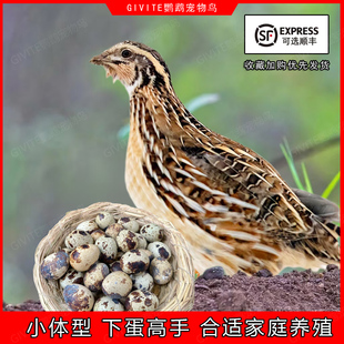 鹌鹑活苗下蛋母鹌鹑活鸟包繁殖产蛋青年黄羽鹌鹑鸡活物家养小宠物