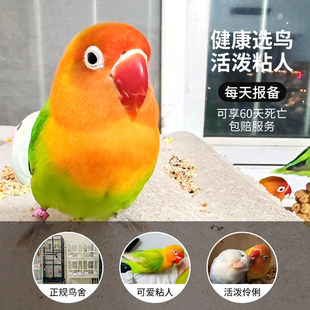 牡丹鹦鹉活鸟幼鸟一对爱情鸟红嘴虎皮玄风鹦鹉会说话手养鸟类活鸟