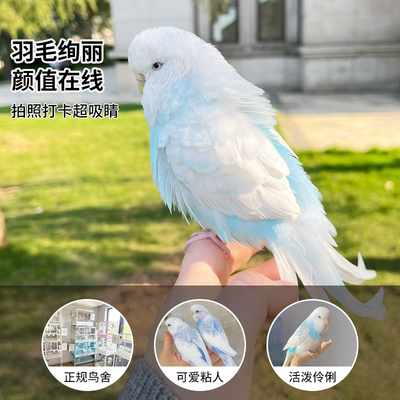 手养鹦鹉活鸟每天报备享60天包赔