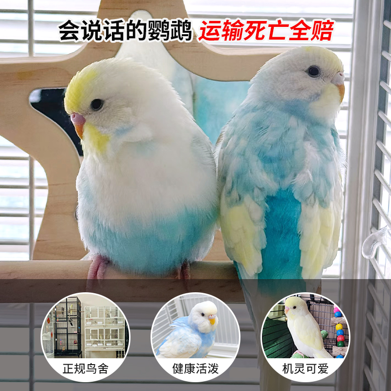 虎皮鹦鹉每天报备享60天死亡包赔