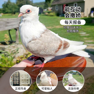 淑女鸽信鸽种鸽肉鸽赛鸽子活苗活物观赏鸽小鸟活鸟元宝鸽纯种活鸟