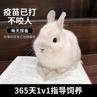 垂耳兔小型宠物兔子活物迷你荷兰兔侏儒兔茶杯兔儿童养不咬人活体