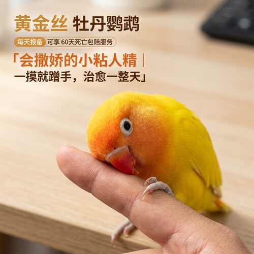 爱情鸟红嘴每天报备可享60天包赔