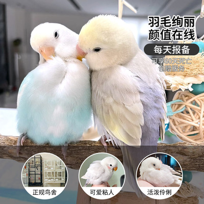 牡丹鹦鹉活鸟每天报备享60天包赔