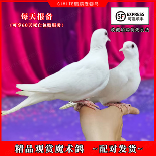 魔术鸽子宠物鸽活体浅灰纯白幼崽青年种鸽观赏人工白色鸽小鸟活物