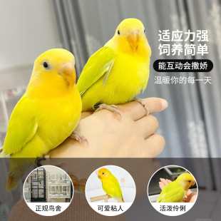 牡丹鹦鹉活鸟手养苹果绿金头奥闪鹦鹉公母一对会说话的小鹦鹉活鸟