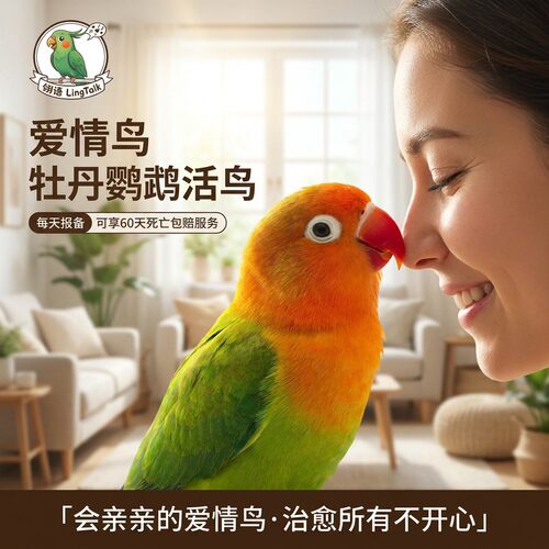 牡丹鹦鹉活鸟爱情鸟60天死亡包赔