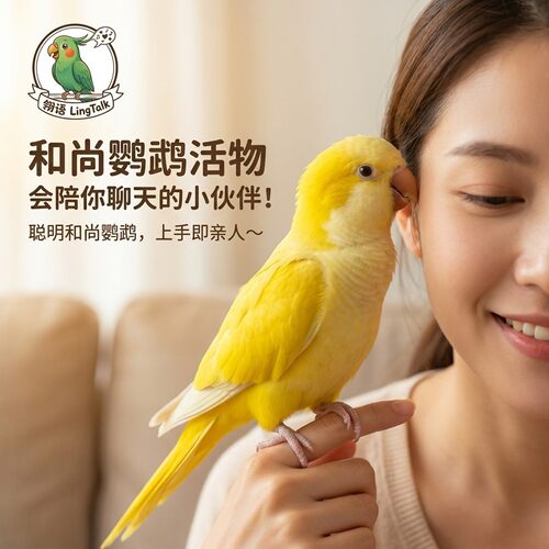 和尚鹦鹉活物幼鸟黄和尚半毛雏鸟