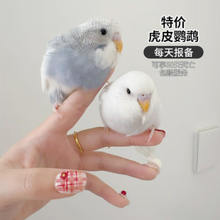 虎皮鹦鹉活鸟幼鸟特价大头虎皮鹦鹉一公一母会学说话的小鹦鹉活鸟