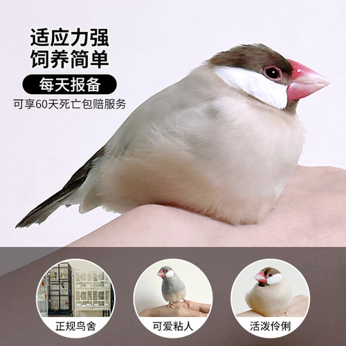 文鸟珍珠鸟活物到家包下蛋包繁殖