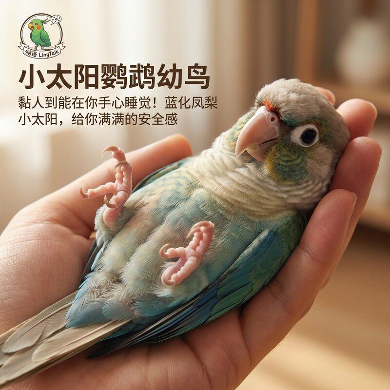 小太阳鹦鹉活鸟幼鸟蓝化凤梨绿颊手养会说话的观赏宠物鸟公母一对