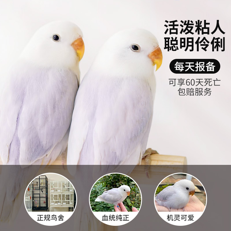 牡丹鹦鹉活鸟手养玄凤鹦鹉雏鸟崽