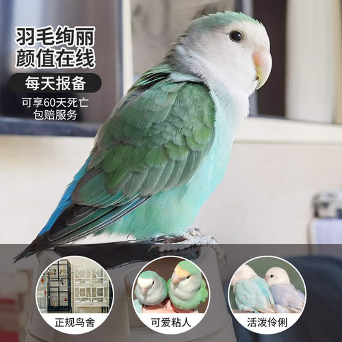 牡丹鹦鹉活鸟绿桃黄金丝绿银面类