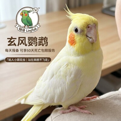 玄凤鹦鹉活体会学说话手养鹦鹉鸟