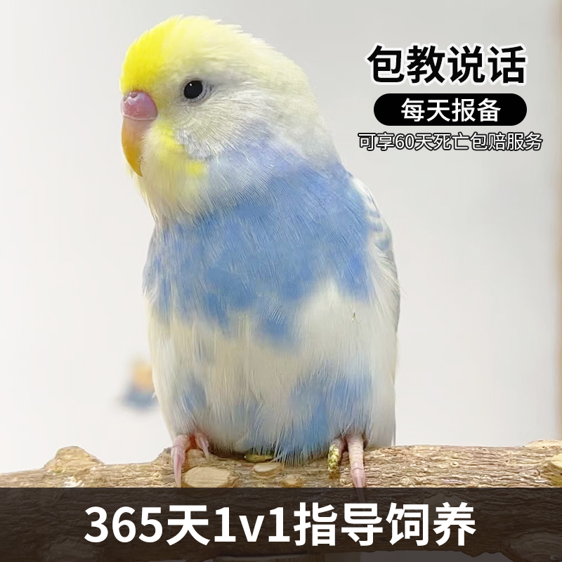 手养鹦鹉活鸟每天报备享60天包赔