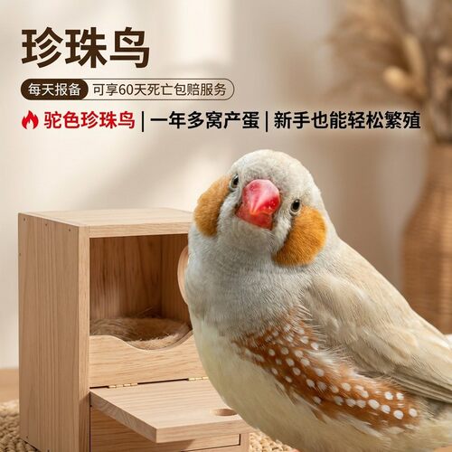 珍珠鸟活物每天报备60天死亡包赔