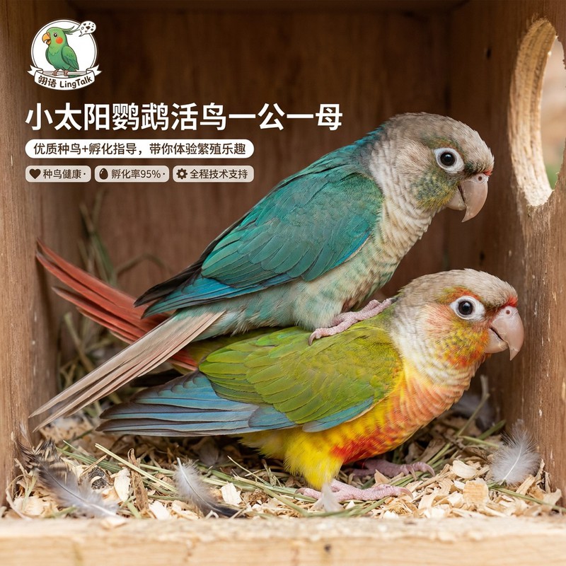 小太阳鹦鹉活鸟一公一母说话手养图片