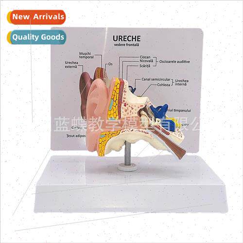 Desktop ear anatomical model human medical ear anatomical mo