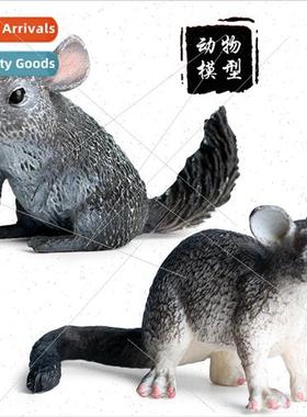 Children animal model rodent possum long-tailed woolly mouse