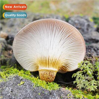 mushrooms mushroom mushroom mushroom vegetables frus vegetab