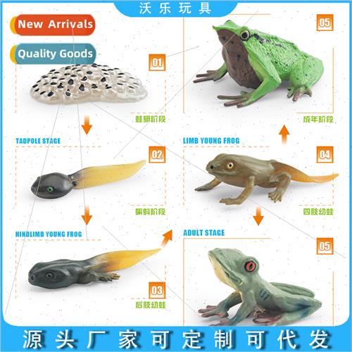 Frog growth cycle model children science education cognive o