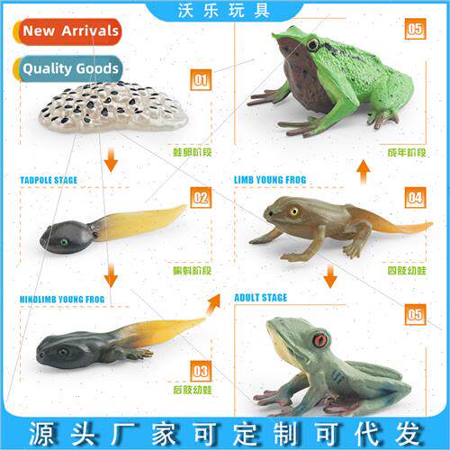 Frog growth cycle model children science education cognive o