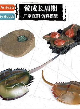 Animal growth cycle model early education toys horseshoe cra